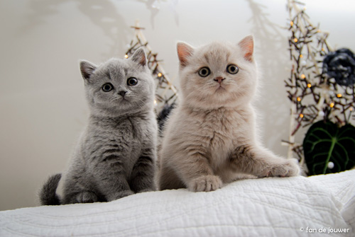 Suus met kittens